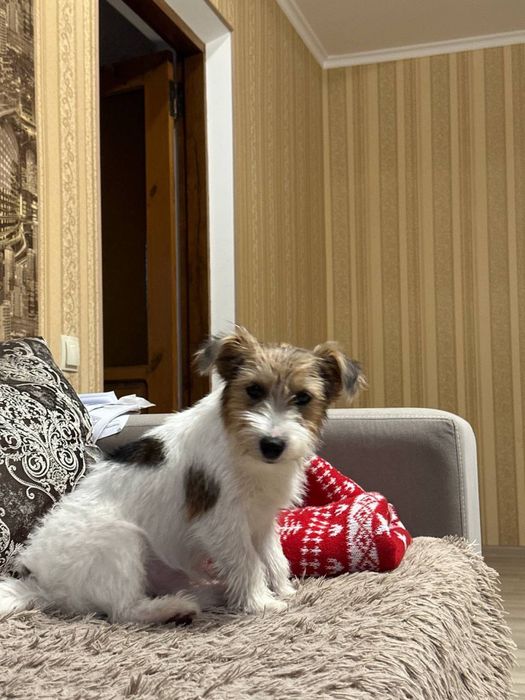 Цуценята Джек Рассел Терʼєр