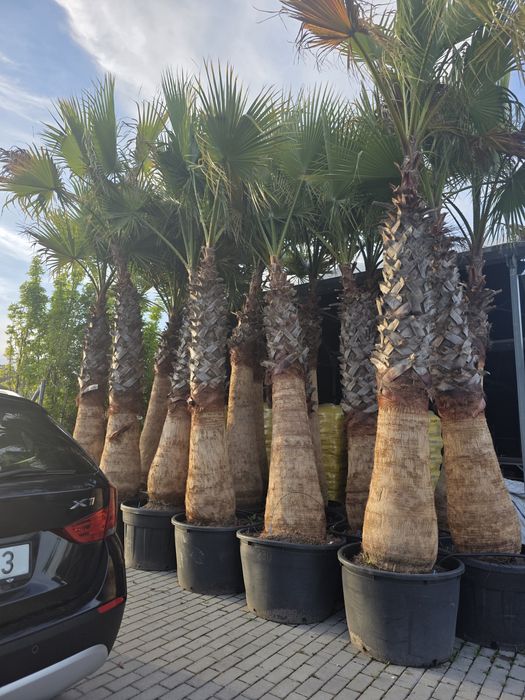 Palmeira washingtonia de 1 a 12 metros