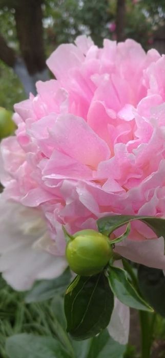 Пионы  5 расцветок