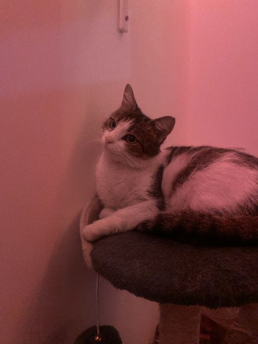 Ma 3 kotki wychowane w domu