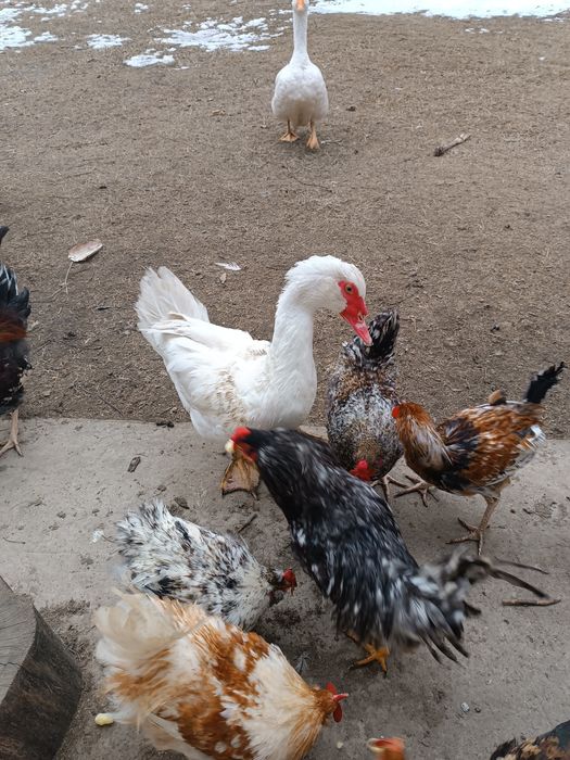 Продам молодого селезня немецкой белой