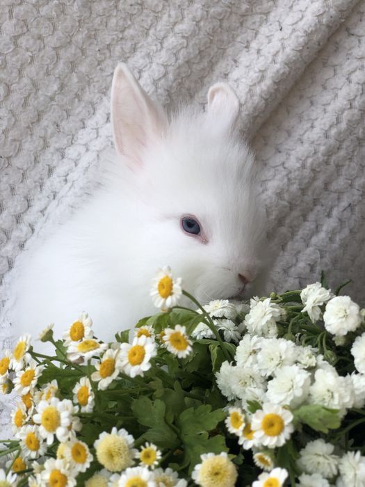 Декоративные ручные кролики Одесса