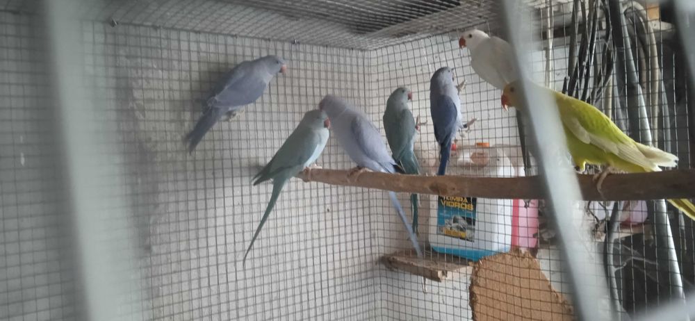 Ring neck 2024 e 2025