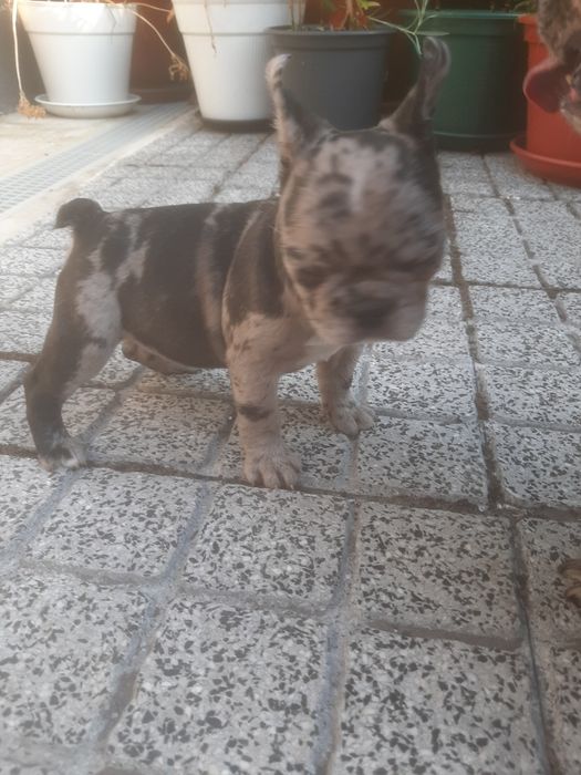 Buldog Francês blue Merlle