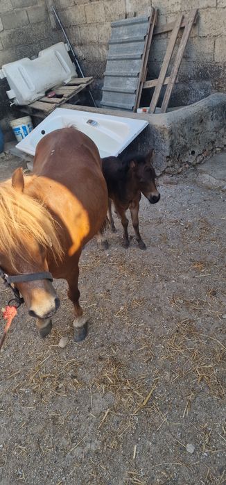 Ponei parida com uma fêmea