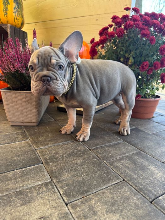 Buldog Francuski dziewczynka Lilac tan