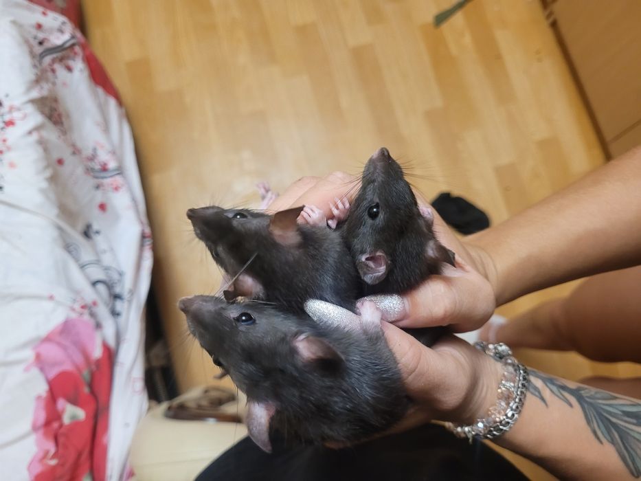 Чорні пацючки шукають нову родину