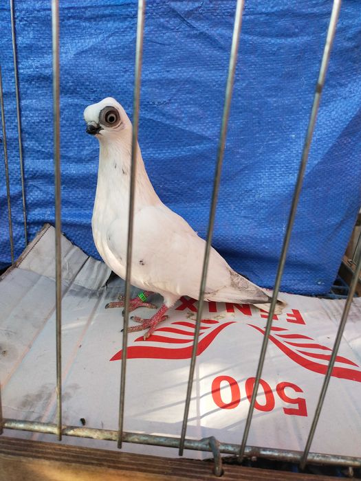 Szek Polski- winerek