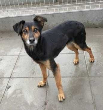 Rokita- SPOKOJNA, ŁAGODNA, nieduża (11kg)- dowóz w Polsce