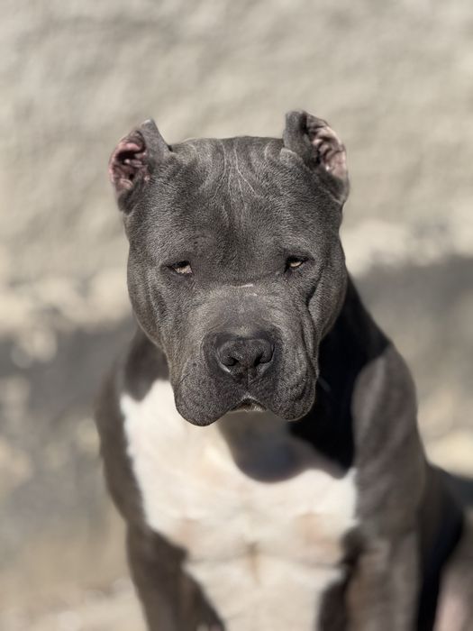 Pitbull XL ABKC  blue цуценя пітбуль блакитний