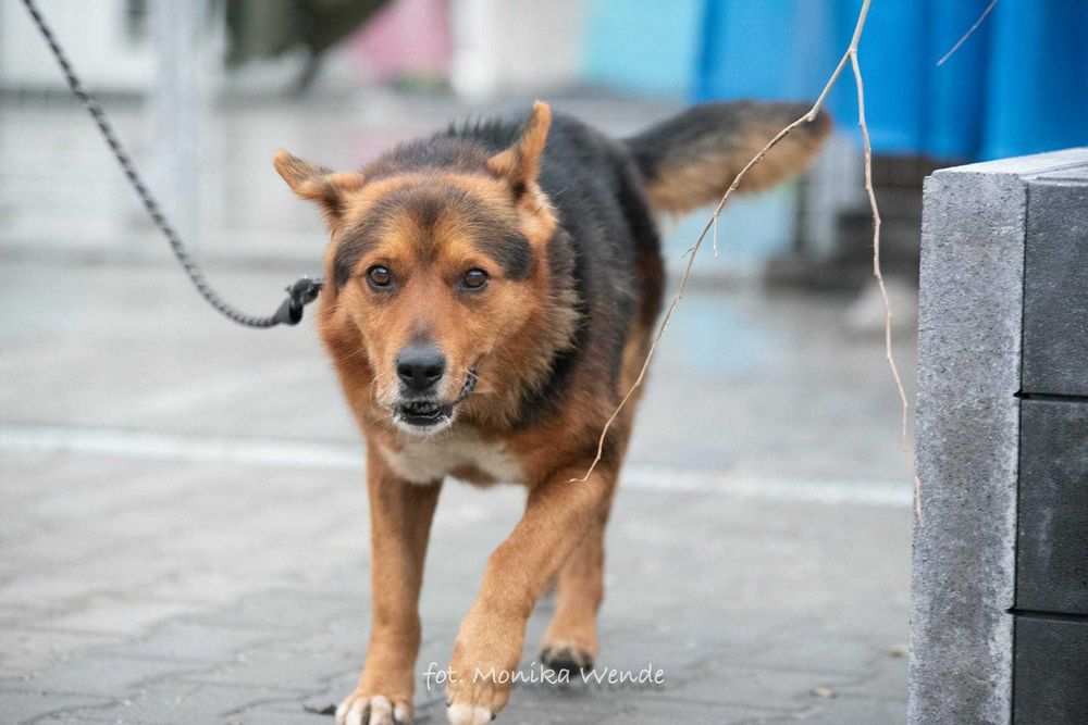 Miciu nie prosi o wiele… tylko o dom i miłość