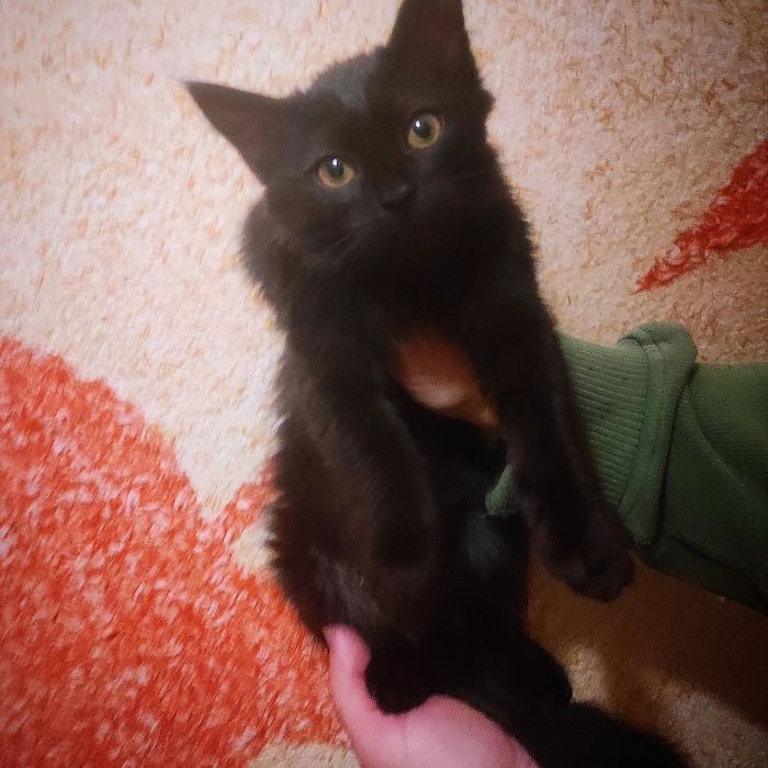 Красиві котики на прилаштування