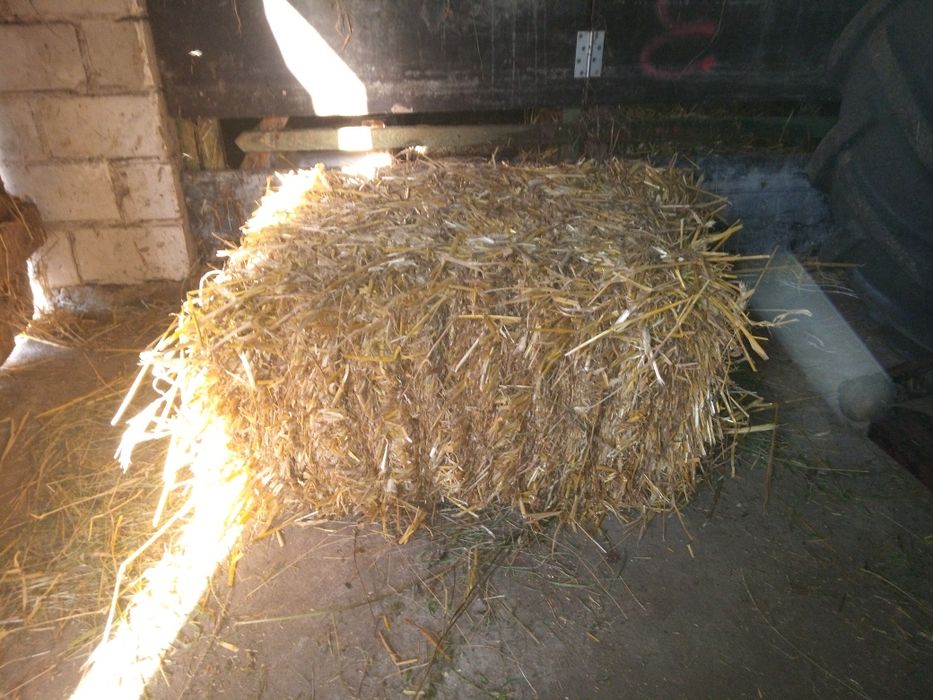 Sprzedam słomę Owsianą i pszenżytnią