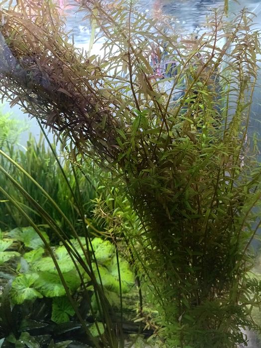 Rośliny Akwariowe i drobne zwierzątka