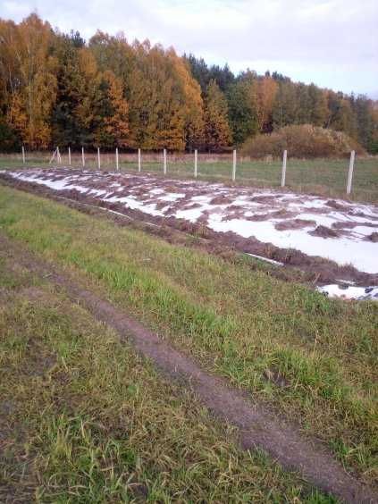 Kiszonka /kukurydza