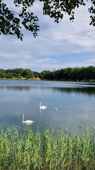 Domek letniskowy nad zbiornikiem wodnym Niwka