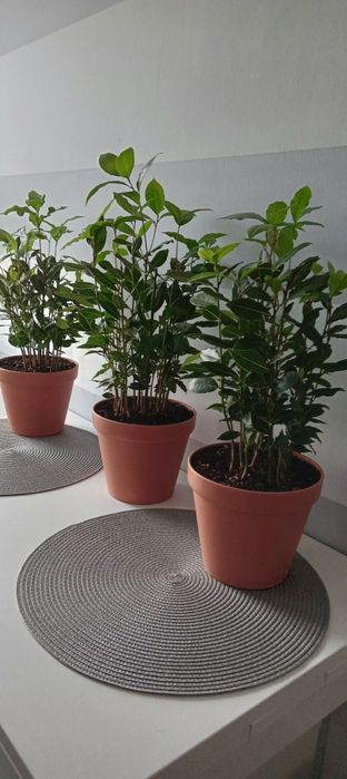 Wawrzyn liść laurowy