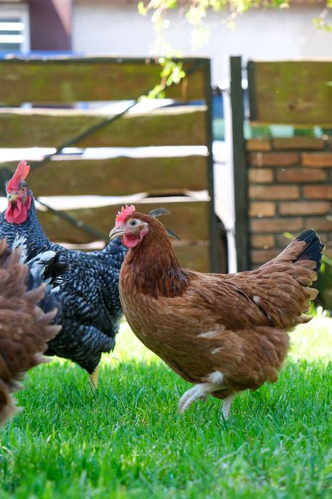 Młode kury nioski ROSA - 14-22 tygodnie