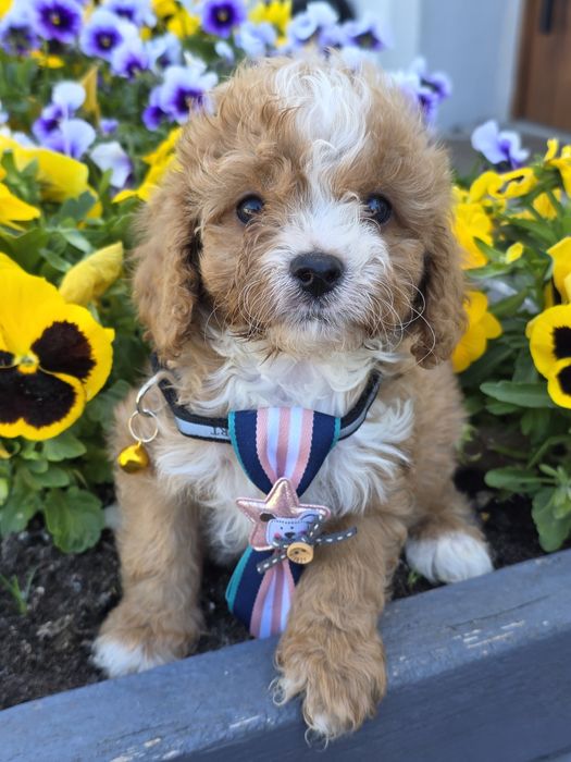 Cavapoo Samiec do odbioru badania genetyczne