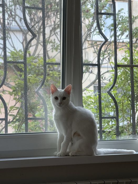 Коти в добрі руки