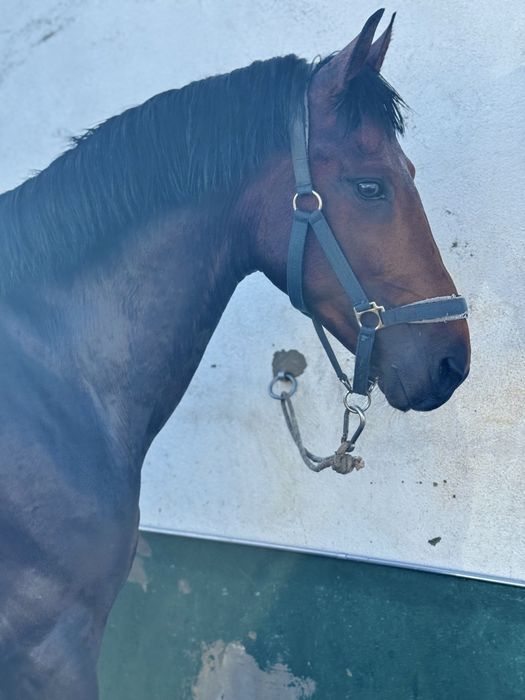 Cavalo cruzado, montado, 5 anos