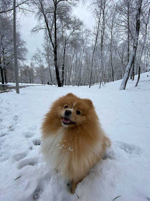 Хлопчик шпіц на вязку