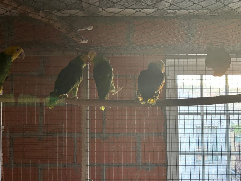 Amazona Oratrix Magna