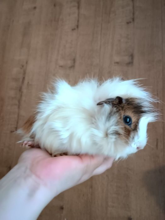 Морские свинки .много .для зоомагазинов