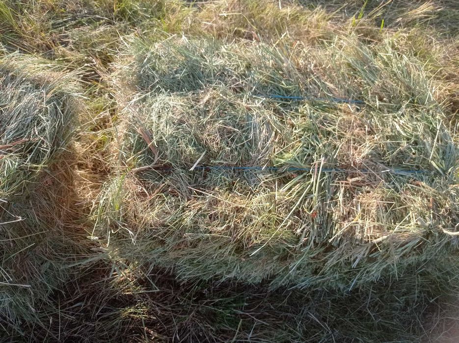Продам сіно в тюках