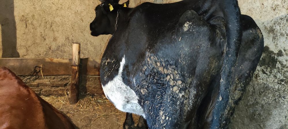 Продам корову на хозяйство