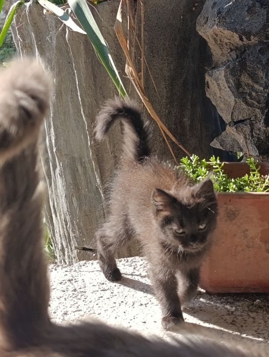 Хлопчики шукають дім! Кіт, коти