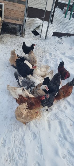 Індокачки білі, молодняк