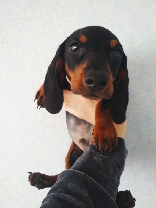 Аліментний хлопчик карликових такс