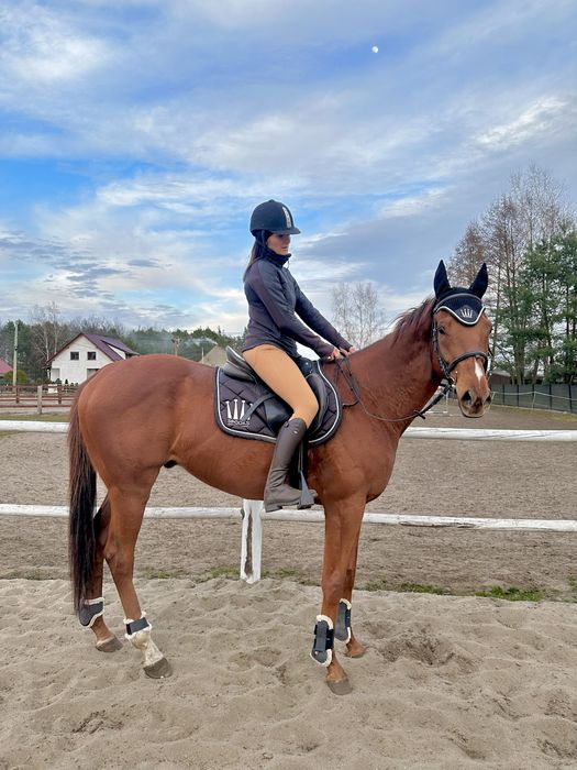 6 letni wałach SPOKOJNY i bezpieczny