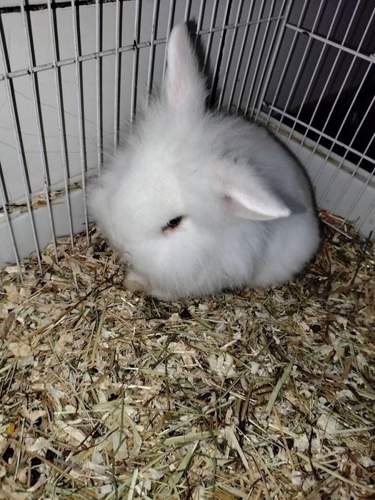 Macho de coelho anão muito meigo