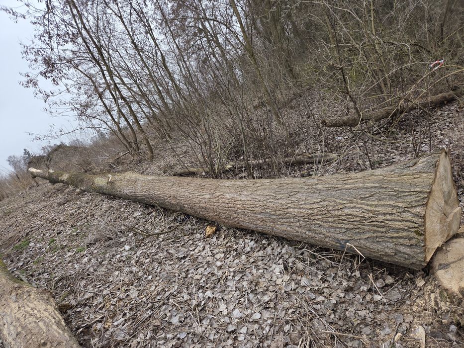 Drewno Topola pień 80-90cm
