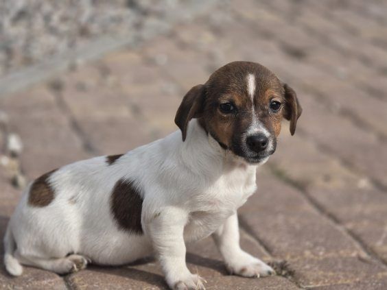 Jack Russell terrier z metryką