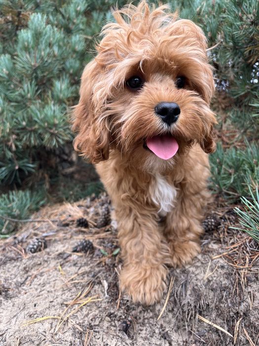 Кавапу (Cavapoo) хлопчик