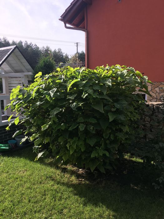 Katalpa NANA catalpa SURMIA 1.5 m wysokości