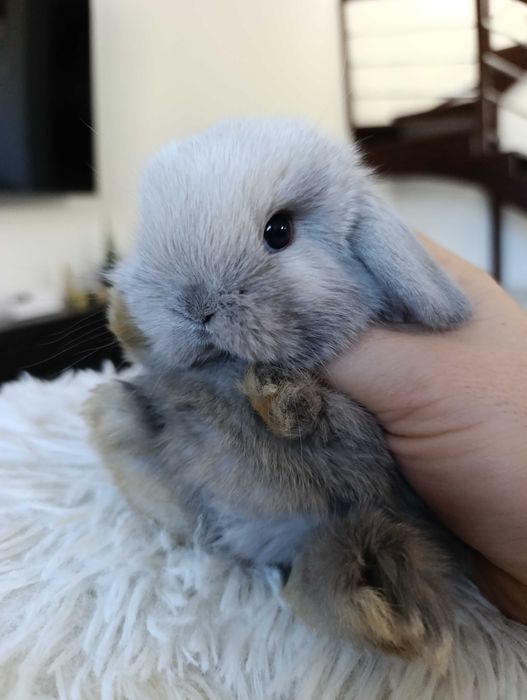 Mini lop karzełek Teddy hodowla zarejestrowana