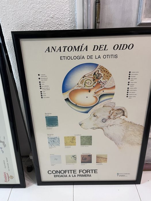 Quadros animais/veterinario