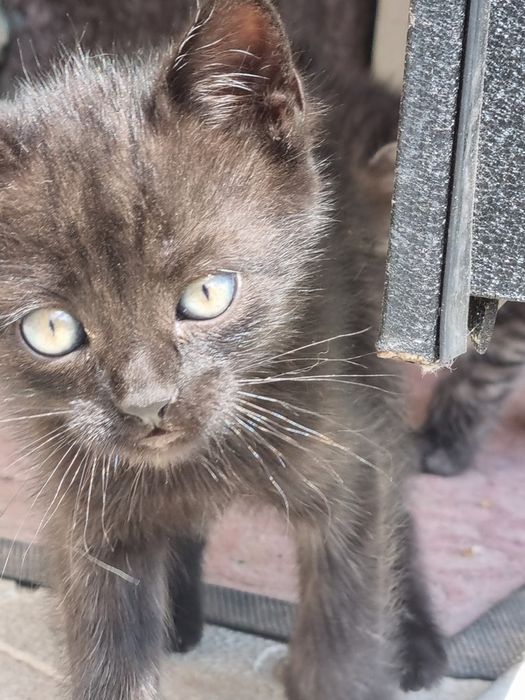 Віддам котиків в добрі руки