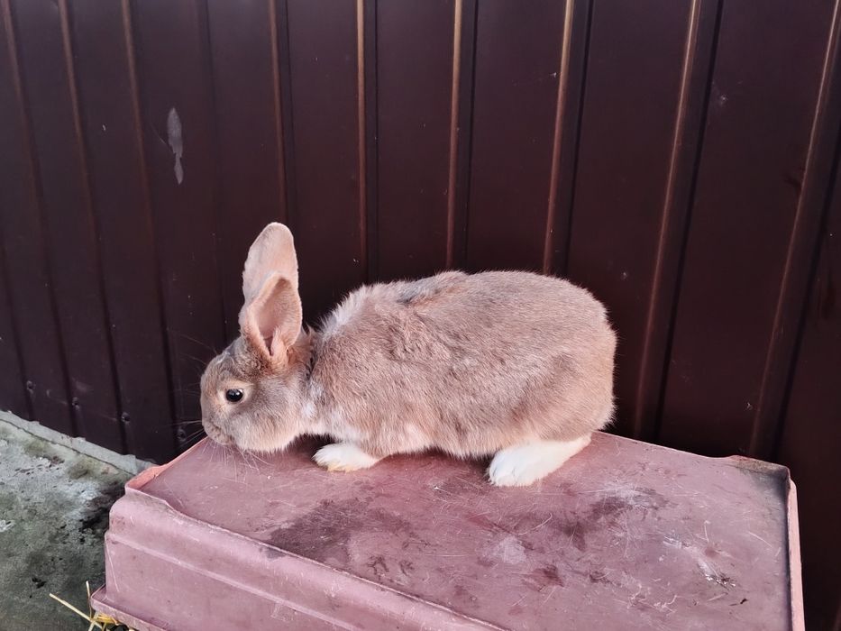 Sprzedam króliki