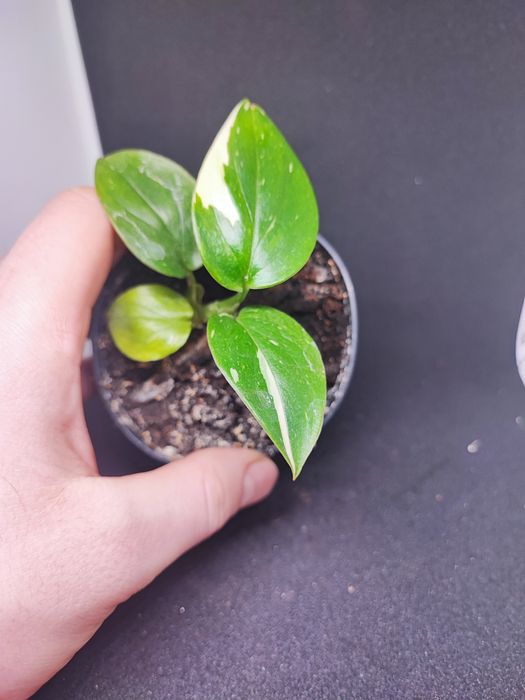 Monstera Cobra rosnąca sadzonka