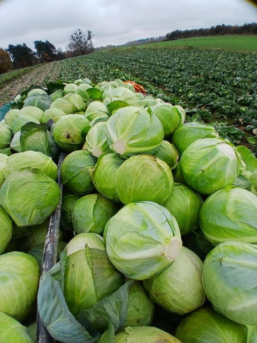 Kapusta  kiszona własny  produkt