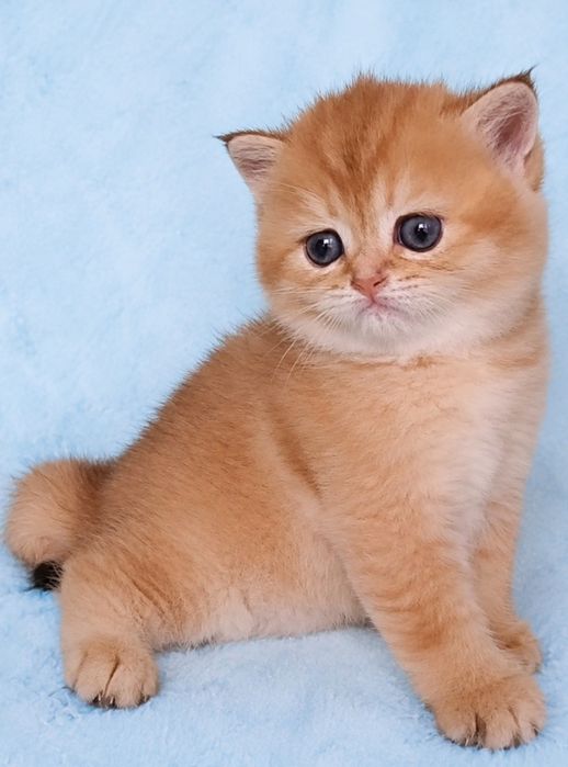 Meninо British Golden