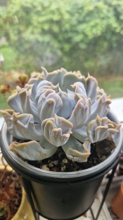 Єхеверія thriller pearl