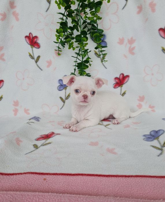 Excelente mini menina Chihuahua/Chiuaua de Qualidade, Linhagem Russa