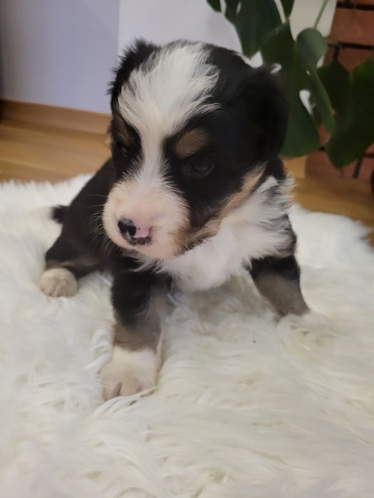 Szczeniak Border collie