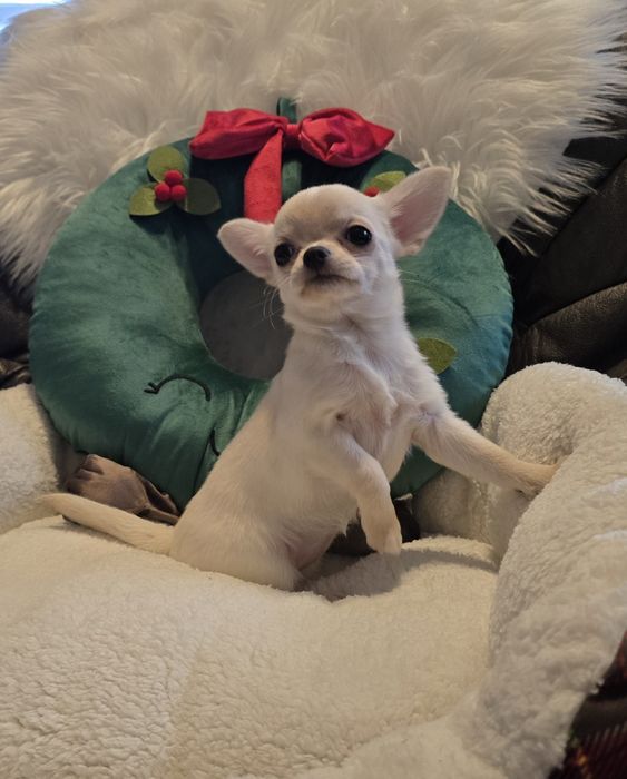 Chihuahua krótkowłosa